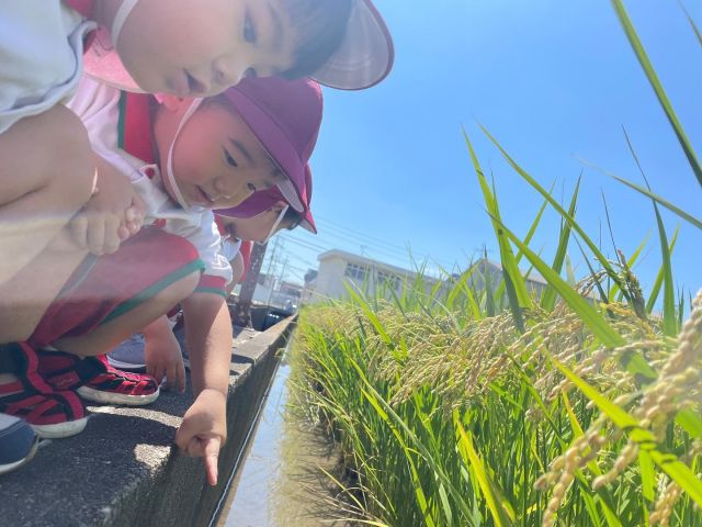 【はなぐみ】
たんぼの稲にお米が実ってきています。
暑い日も続いていますが、季節の変化を発見してくれるはなぐみさんです。
もうすぐ運動会❣️
ニッコニコで練習しています。
かっこいい姿をお楽しみに✨

#淡水幼稚園
#たんすいようちえん
#幼稚園
#保育園
#たんすい保育園
#たんすい和白保育園
#たんすい
#tansui
#tansuiyouchien
#福岡市博多区
#fukuoka
#kindergarten
#たんすいfamilia保育園
#企業主導型保育園