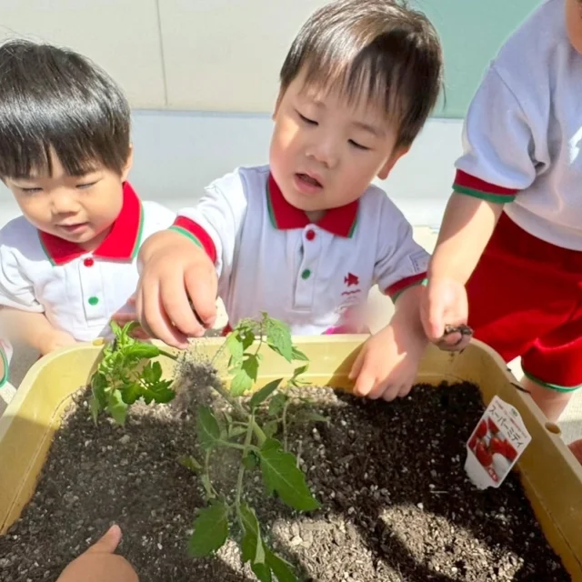 【もぐもぐDAY】
今年も夏野菜を植えました！
ミディトマトをはな組がプランターで育てます。苗を大事に植えて、これから収穫までみんなでお世話します。
美味しいミディトマトを収穫するのが楽しみですね♪

#もぐもぐDAY
#夏野菜
#プランター栽培
#ミディトマト
#淡水幼稚園
#たんすいようちえん
#幼稚園
#保育園
#たんすい保育園
#たんすい和白保育園
#たんすいfamilia保育園
#淡水さわら保育園
#tansui
#tansuiyouchien
#福岡市博多区
#fukuoka
#kindergarten
#たんすいケアルーム
#病児病後児保育
#児童発達支援事業所
#たんすいWAYルーム